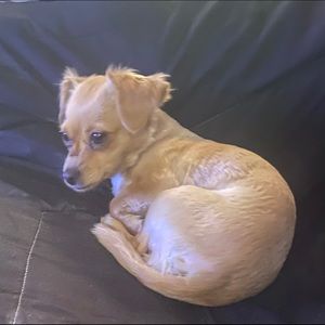 Meet your Posher, Roxanne